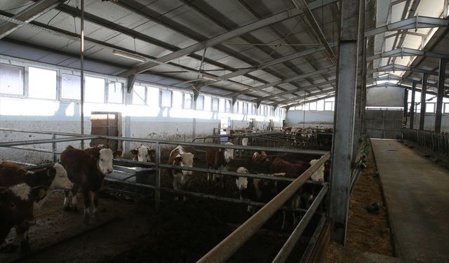 Devlet desteğiyle 4 olan hayvan sayısını 9 yılda 80'e çıkardı