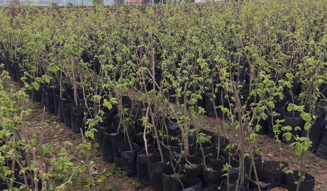 ÇİFTÇİLERE YÜZDE 50 DESTEKLİ…