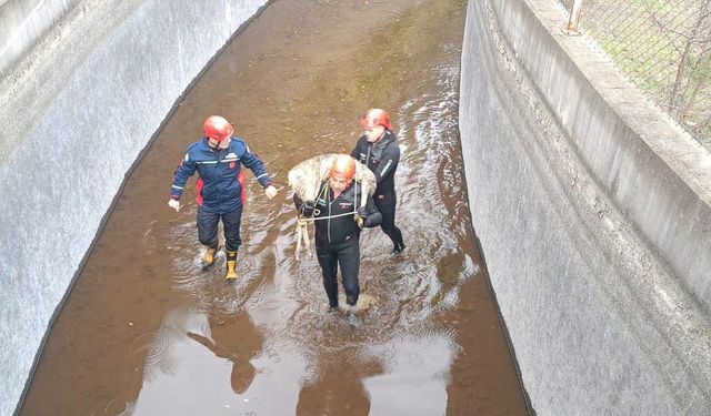 Ordu'da su kanalına düşen karaca itfaiye ekiplerince kurtarıldı