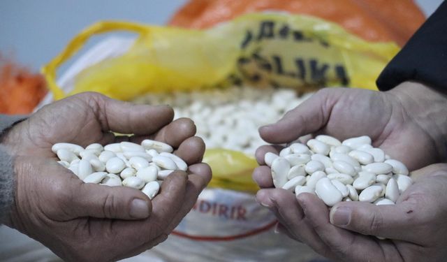 Tescilli Gürgentepe çoban fasulyesinde 'alım garantili üretim' modeli uygulandı