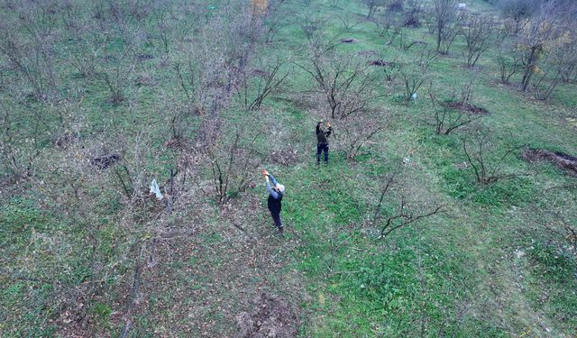Uzmanlar kahverengi kokarcayla mücadelede yarasaları kullanacak