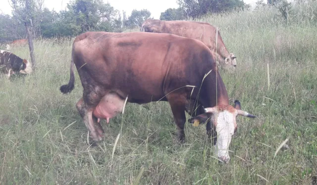 Bilecik Pazaryeri'nde çok sayıda mahalle ve köy karantinada