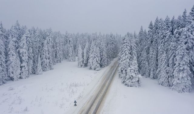 Bolu'da karla kaplı çam ağaçları havadan görüntülendi