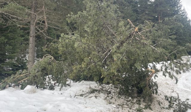 Bolu'da rüzgar ve eriyen kar çam ağaçlarını devirdi