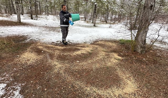 Çorum'da yaban hayvanları için doğaya yem bırakıldı