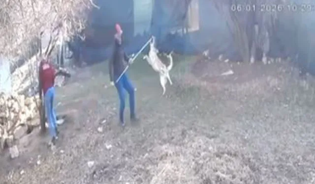 Elmalı'da köpek götürülme görüntüleri tepki çekti