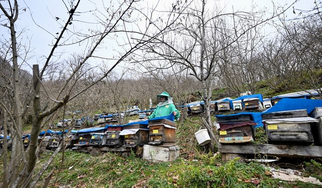Kadın arıcı ata mesleğini 45 yıldır sürdürüyor