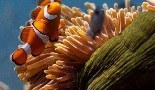 Okyanusların sesi Elhamra Sahnesi'nde