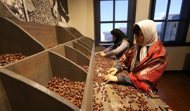 Ordu'da Kahraman Sağra Fındık Müzesi 14 bin 550 ziyaretçiyi ağırladı