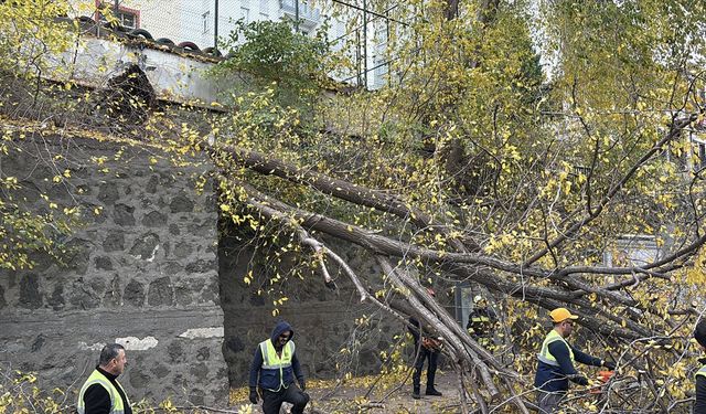 Samsun'da rüzgarda devrilen ağaç iki araca zarar verdi
