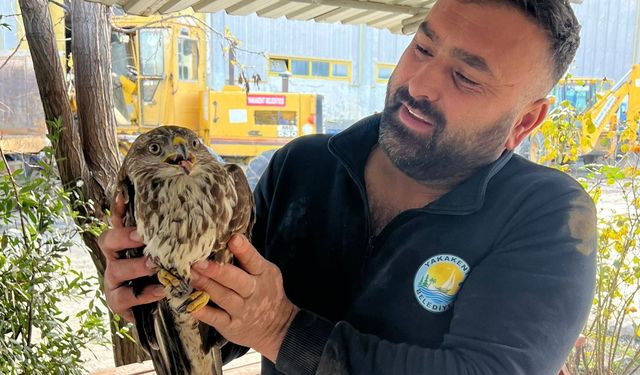 Samsun'da yaralı halde bulunan şahin koruma altına alındı