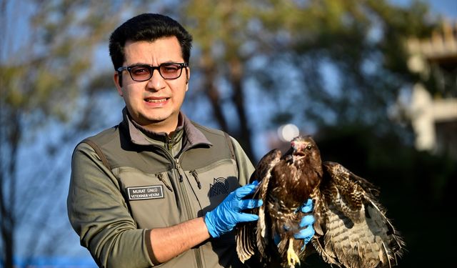Yaralı kızıl şahin ve soğukta bitkin düşen peçeli baykuş Doğa Koruma'ya emanet