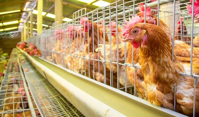 ZİRAAT ODASINDAN HİNDİ VE TAVUK DUYURUSU