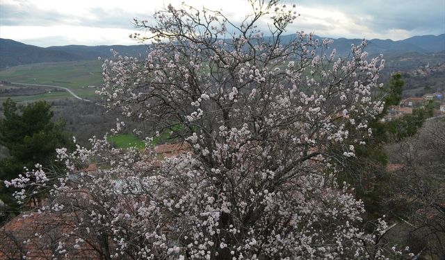 Çorum'da badem ağaçları erken çiçek açtı