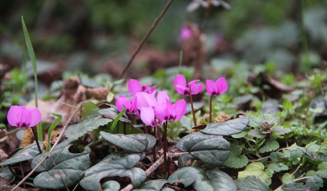 Çorum'da yabani sıklamenler çiçek açtı