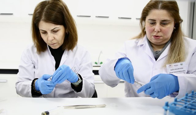 Fındık Araştırma Enstitüsü bu yıl 500 bin samuray arısı üretecek