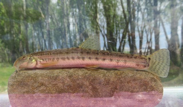 GRAFİKLİ - Türkiye'de her 3 tatlı su balığından biri tehlike altında