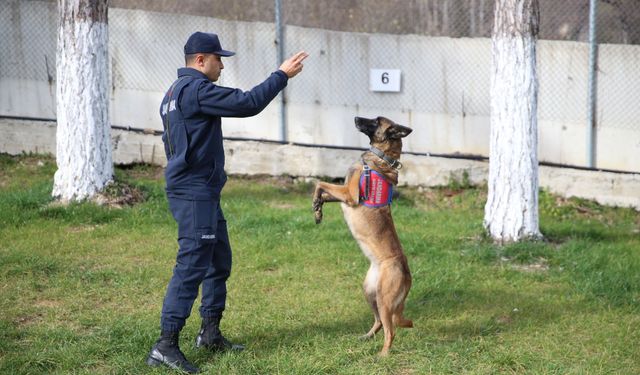 Jandarma, hassas burunlu yardımcılarının katkısıyla birçok asayiş olayını çözüyor