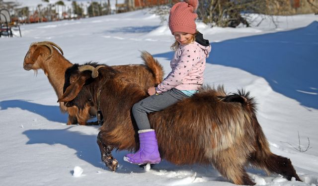 Küçük Ceyda'nın en yakın dostu keçileri