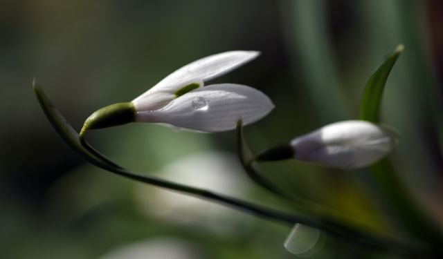 Küre Dağları'nda kardelenler sıcak hava nedeniyle erken karsız kaldı