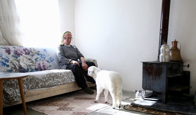 Kuzusunu yanından ayırmayan kadın görme engelli buzağıya da ışık oluyor