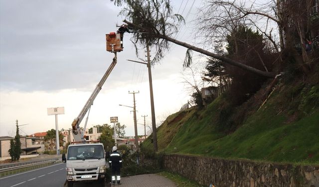 Ordu'da şiddetli rüzgarın devirdiği ağaç elektrik tellerine zarar verdi