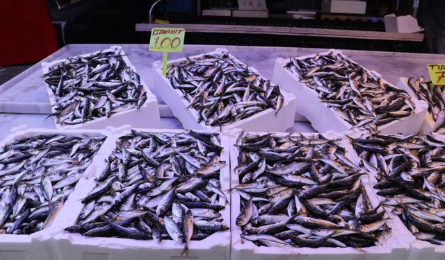 Rize'de istavritin kilogramı 100 liradan satışa sunuldu