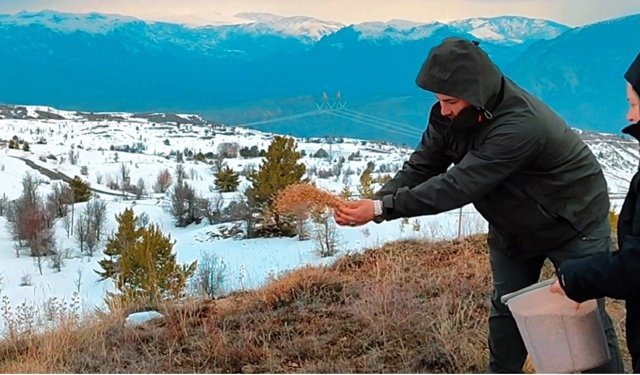Şebinkarahisar'da kuşlar için yemleme çalışması yapıldı