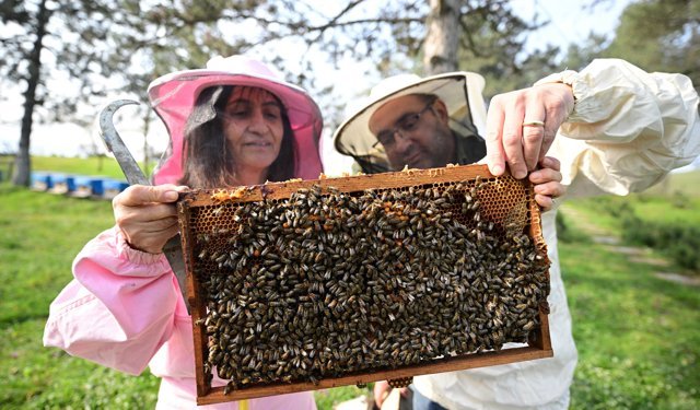 Arıların küresel ısınmadan çok elektromanyetik alanlardan etkilendiği belirlendi