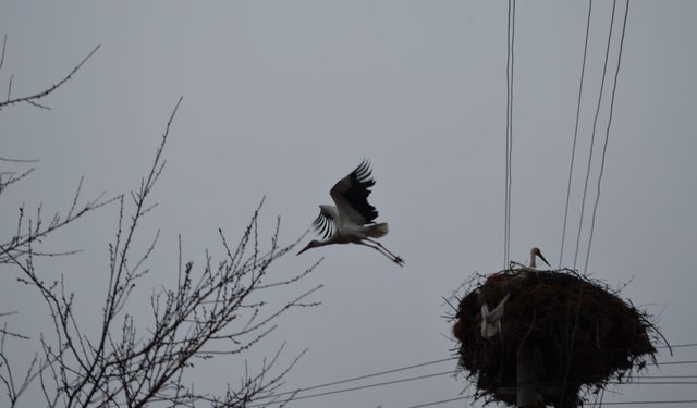 Çorum'da baharın müjdecisi leylekler yuvalarını yeniden şenlendirdi