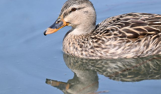 Eriyen kar sularıyla doyan Efteni Kuş Cenneti Gölü, göç yolundaki misafirlerini ağırlıyor