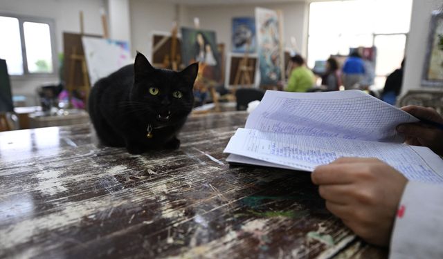 Sevimli kedi 'Şükufe' kursiyerlerin neşe kaynağı oldu