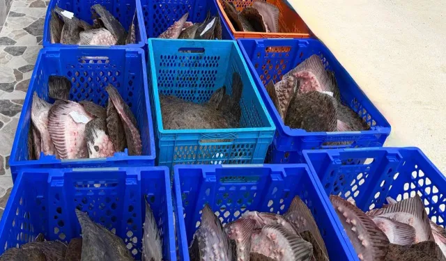 Yasadışı kalkan avcılığına müdahale! 169 balık Darülaceze'ye teslim edildi