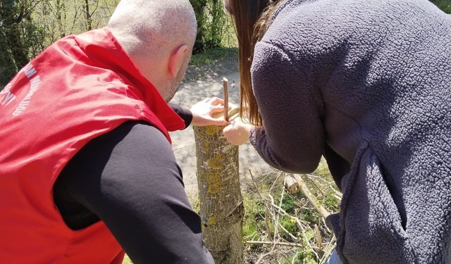 19 Mayıs'ta cevizde verim artışı için aşılama çalışması yapılıyor