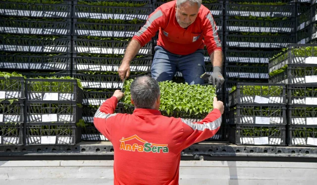 Ankara Büyükşehir'den çiftçilere 624 bin fide desteği