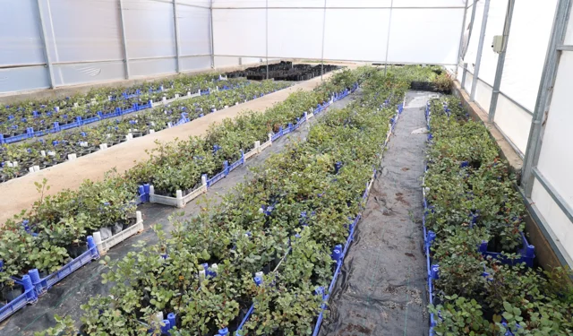 Antalya'da keçiboynuzu üreticisine fidan desteği