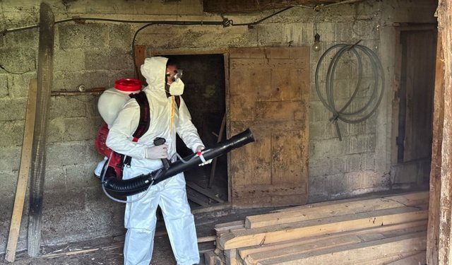 Bartın'da kahverengi kokarcayla mücadelede 16 bin metruk yapı ilaçlandı