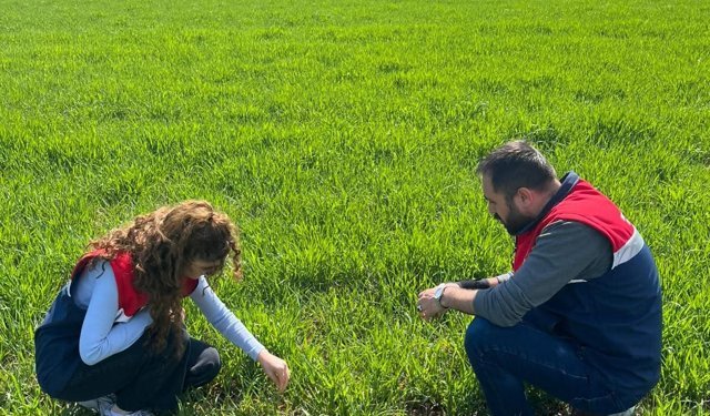 Bayat'ta hububat ekili alanlarda fenolojik gözlem yapıldı