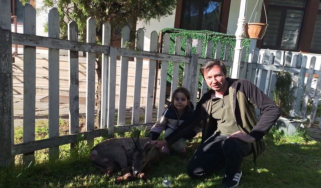 Bolu'da aracın çarpması sonucu yaralanan karaca tedavi altına alındı