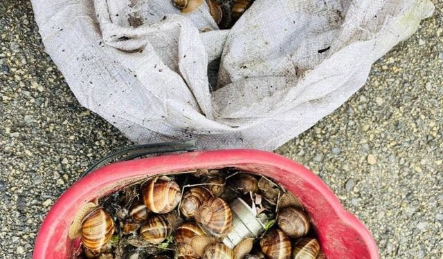 Bolu'nun izinsiz toplanan 16 kilogram salyangoz doğaya bırakıldı