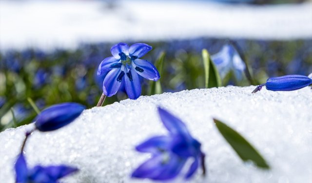 Kadıralak Yaylası'ndaki mavi yıldız çiçekleri kar altında kaldı