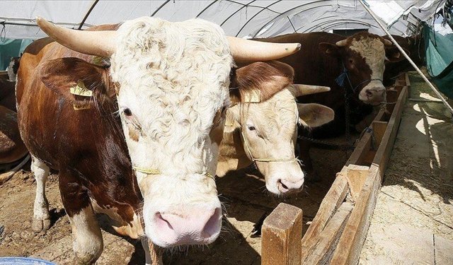 HASTALIK VE KESİM TEDBİRLERİ ARTIRILDI