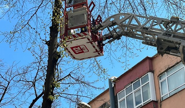 Ordu'da ağaçta mahsur kalan kediyi itfaiye kurtardı