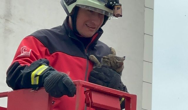 Rize'de ağaçta mahsur kalan kedi itfaiye ekiplerince kurtarıldı