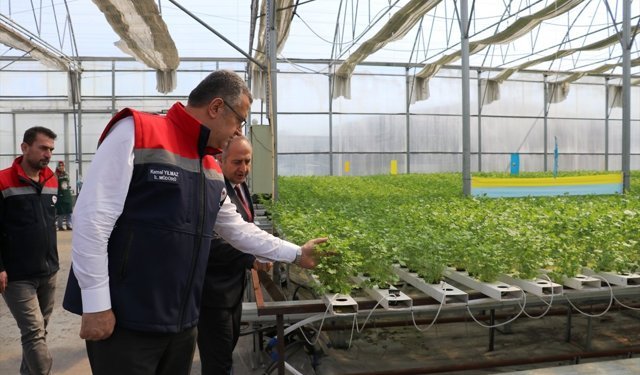 Samsun'da topraksız tarım yöntemiyle yetiştirilen maydanozun hasadı yapıldı
