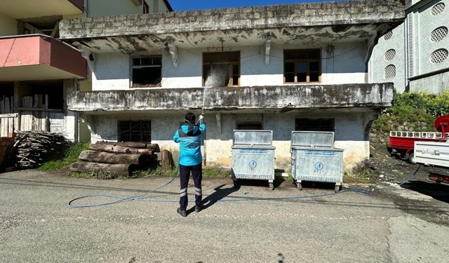 Trabzon'da kahverengi kokarca ile mücadele devam ediyor