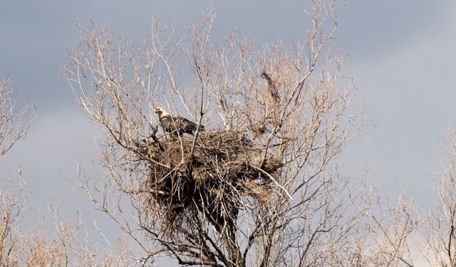 Türkiye'de nesli tehlike altındaki şah kartal Çorum'da görüntülendi