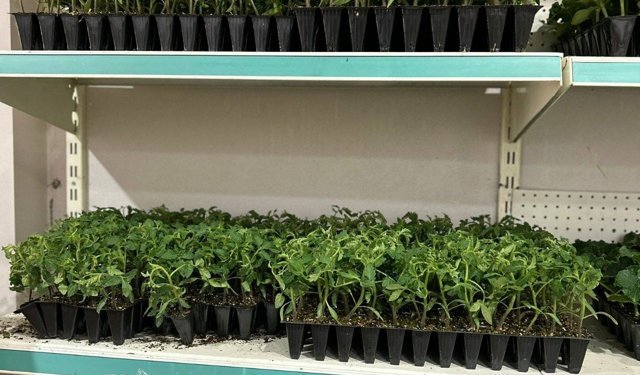 FİDE SATIŞLARI BAŞLADI