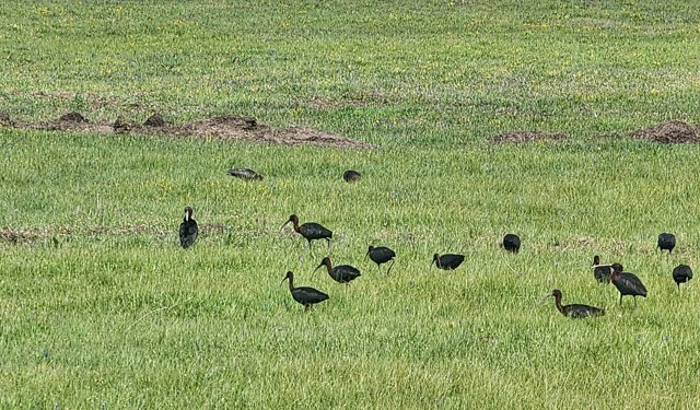 Yeniçağa Gölü Kuş Cenneti'nde nesli tükenme tehlikesi altındaki çeltikçi kuşları görüntülendi