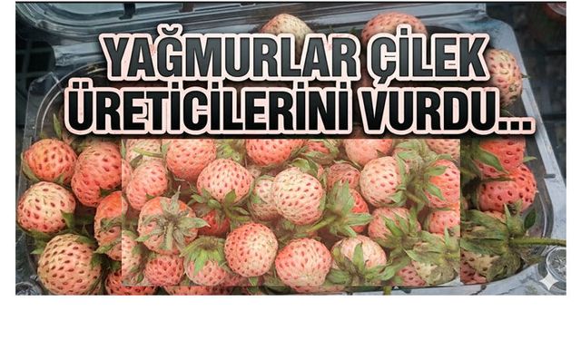 OSMANLI ÇİLEĞİ 700 LİRA